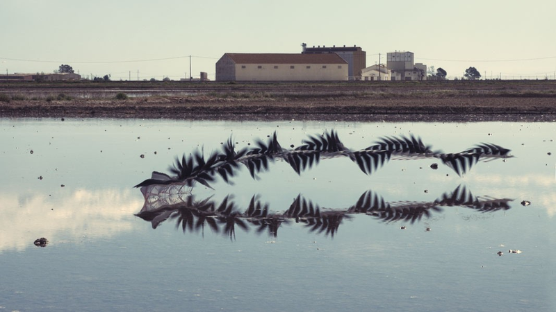 Illustration for article titled You've Never Seen Birds Fly Like This Before